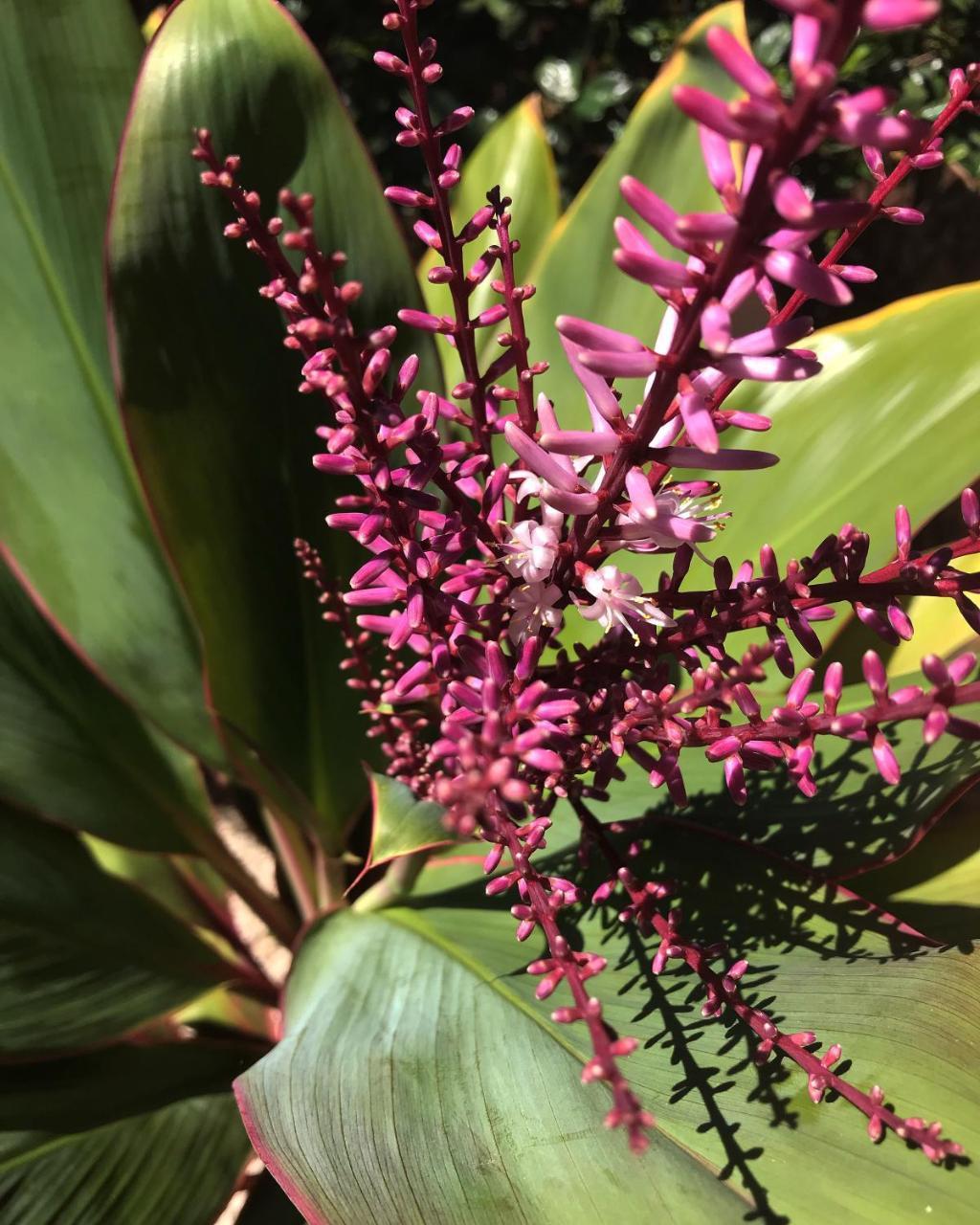 Maui Garden Oasis Villa Lahaina Luaran gambar